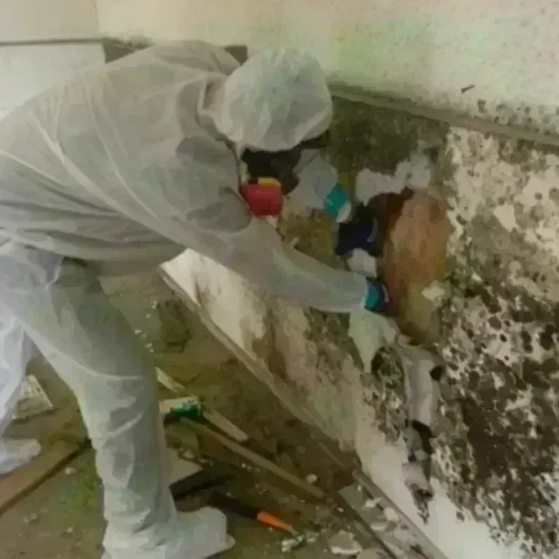 Mold Remediation and Removal in Johnson, AR